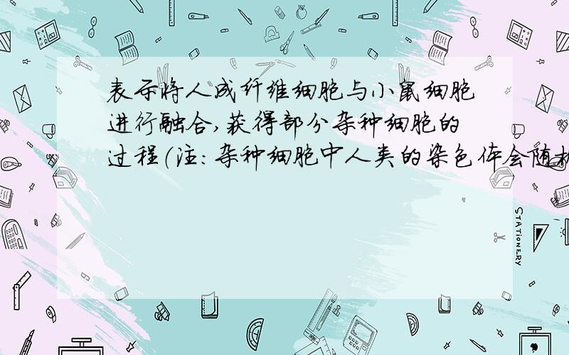 表示将人成纤维细胞与小鼠细胞进行融合,获得部分杂种细胞的过程（注：杂种细胞中人类的染色体会随机丢失,各种杂种细胞保留人类