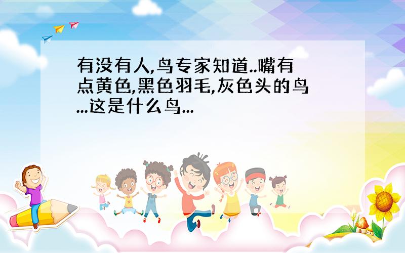 有没有人,鸟专家知道..嘴有点黄色,黑色羽毛,灰色头的鸟...这是什么鸟...