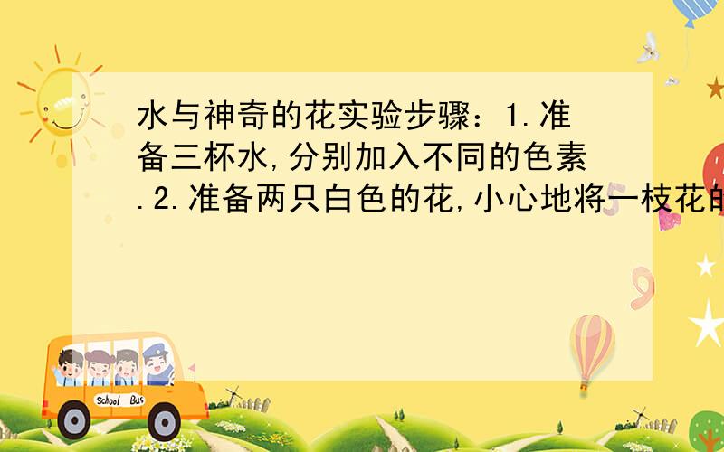 水与神奇的花实验步骤：1.准备三杯水,分别加入不同的色素.2.准备两只白色的花,小心地将一枝花的花茎剪开到花头下,把另一