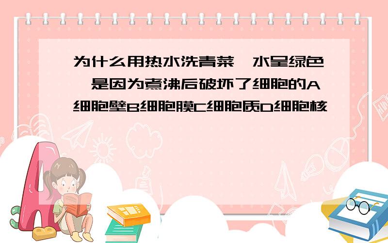 为什么用热水洗青菜,水呈绿色,是因为煮沸后破坏了细胞的A细胞壁B细胞膜C细胞质D细胞核