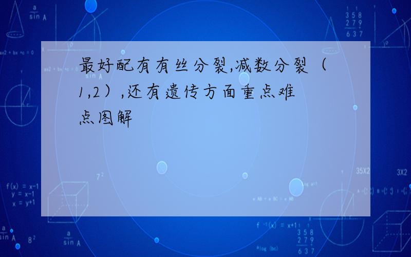 最好配有有丝分裂,减数分裂（1,2）,还有遗传方面重点难点图解