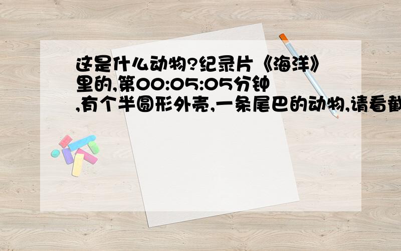 这是什么动物?纪录片《海洋》里的,第00:05:05分钟,有个半圆形外壳,一条尾巴的动物,请看截图