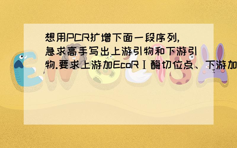 想用PCR扩增下面一段序列,急求高手写出上游引物和下游引物.要求上游加EcoRⅠ酶切位点、下游加BamH I酶