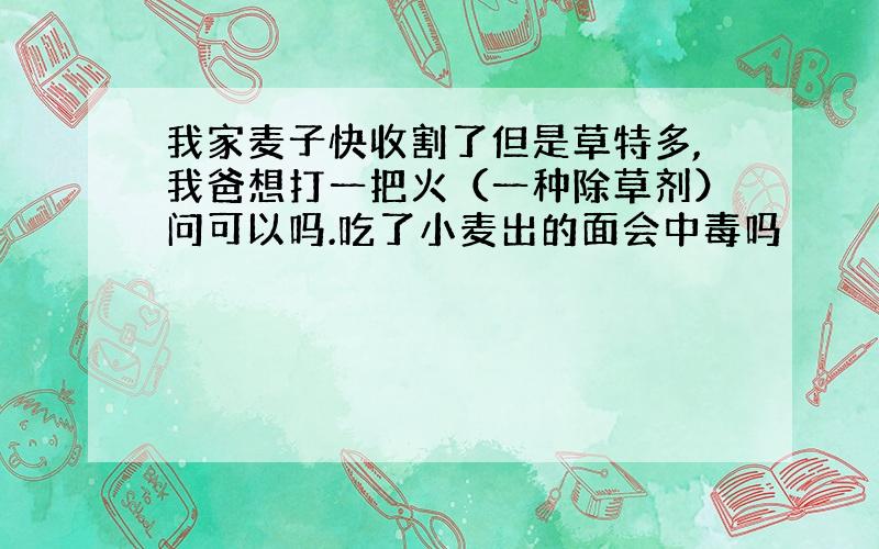 我家麦子快收割了但是草特多,我爸想打一把火（一种除草剂）问可以吗.吃了小麦出的面会中毒吗