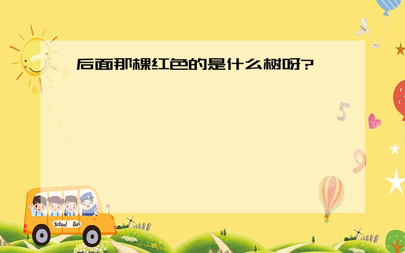 后面那棵红色的是什么树呀?