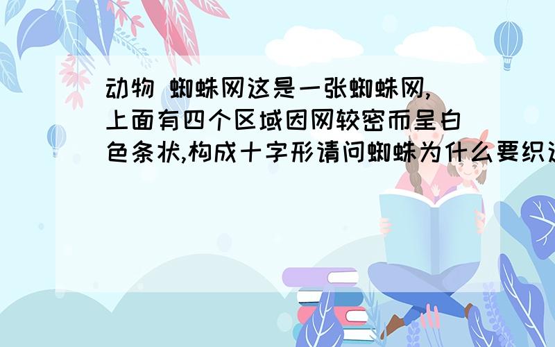 动物 蜘蛛网这是一张蜘蛛网,上面有四个区域因网较密而呈白色条状,构成十字形请问蜘蛛为什么要织这样的网?网络上找不到类似图