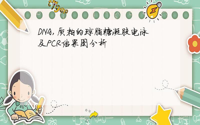 DNA,质粒的琼脂糖凝胶电泳及PCR结果图分析