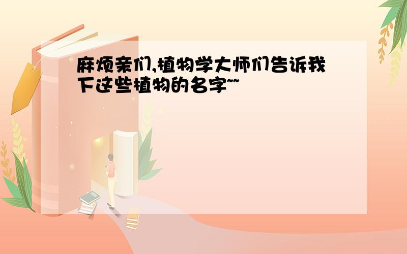 麻烦亲们,植物学大师们告诉我下这些植物的名字~~