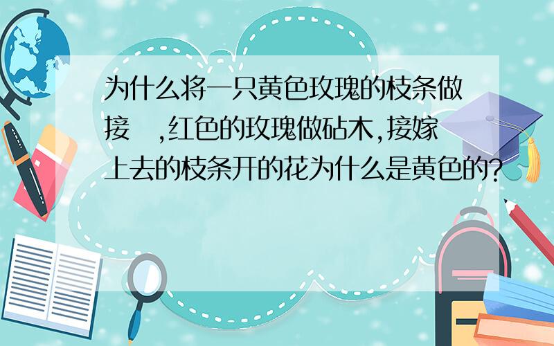 为什么将一只黄色玫瑰的枝条做接橞,红色的玫瑰做砧木,接嫁上去的枝条开的花为什么是黄色的?