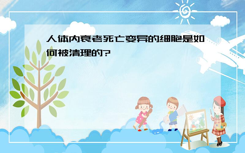 人体内衰老死亡变异的细胞是如何被清理的?