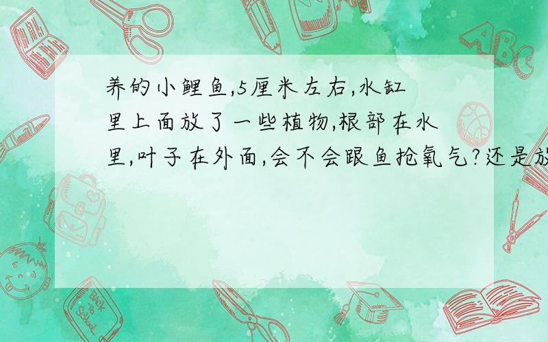 养的小鲤鱼,5厘米左右,水缸里上面放了一些植物,根部在水里,叶子在外面,会不会跟鱼抢氧气?还是放在阳光下会抢氧气,还是不