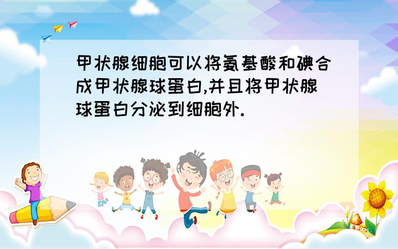 甲状腺细胞可以将氨基酸和碘合成甲状腺球蛋白,并且将甲状腺球蛋白分泌到细胞外.