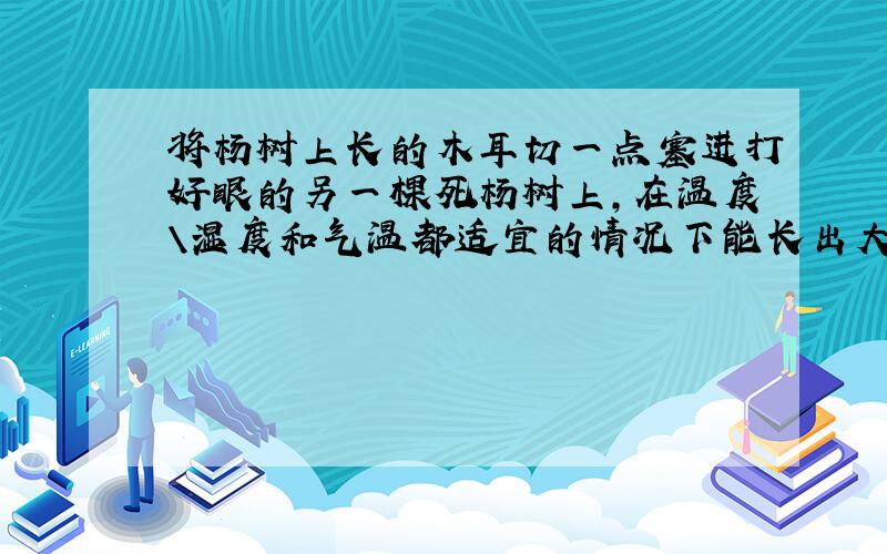 将杨树上长的木耳切一点塞进打好眼的另一棵死杨树上,在温度\湿度和气温都适宜的情况下能长出大木耳吗?