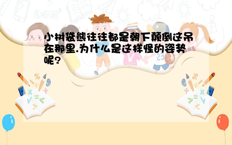 小树袋熊往往都是朝下颠倒这吊在那里.为什么是这样怪的姿势呢?