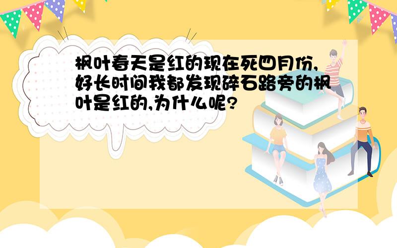 枫叶春天是红的现在死四月份,好长时间我都发现碎石路旁的枫叶是红的,为什么呢?