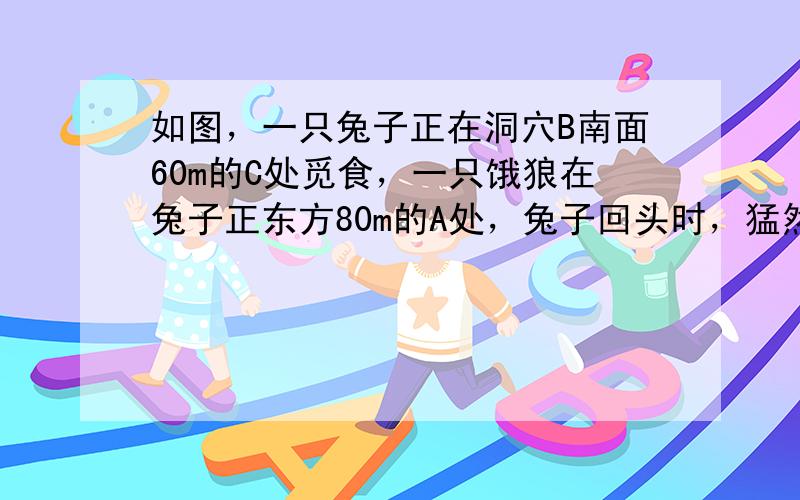 如图，一只兔子正在洞穴B南面60m的C处觅食，一只饿狼在兔子正东方80m的A处，兔子回头时，猛然看见饿狼贪婪的目光，迅速