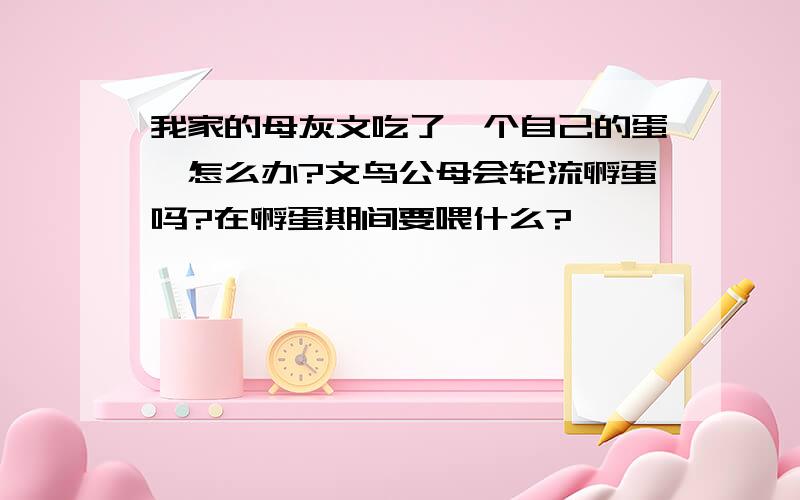 我家的母灰文吃了一个自己的蛋,怎么办?文鸟公母会轮流孵蛋吗?在孵蛋期间要喂什么?