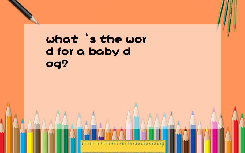 what‘s the word for a baby dog?