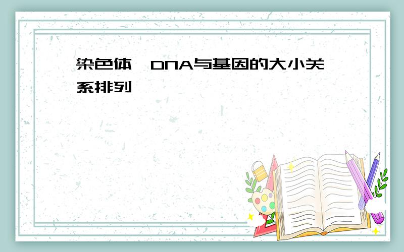 染色体、DNA与基因的大小关系排列