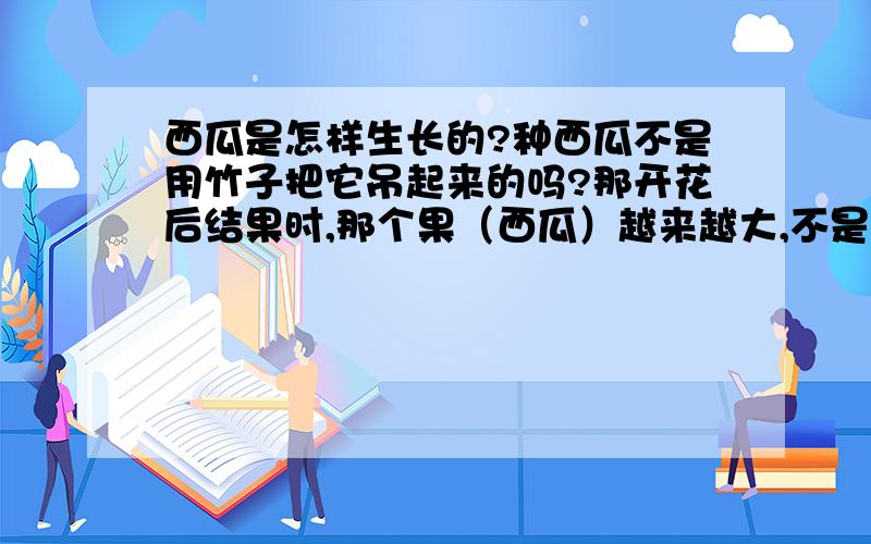 西瓜是怎样生长的?种西瓜不是用竹子把它吊起来的吗?那开花后结果时,那个果（西瓜）越来越大,不是要掉下来砸坏吗?它是怎样生