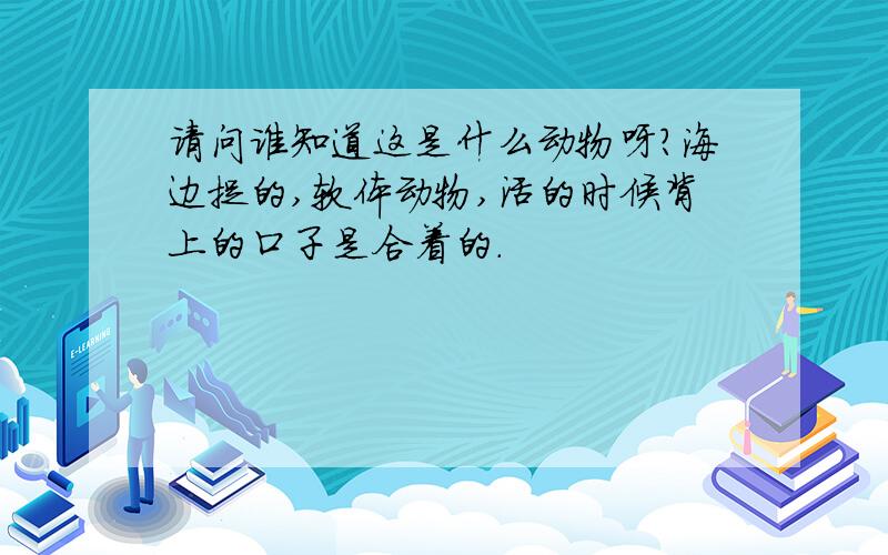 请问谁知道这是什么动物呀?海边捉的,软体动物,活的时候背上的口子是合着的.