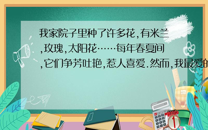 我家院子里种了许多花,有米兰,玫瑰,太阳花……每年春夏间,它们争芳吐艳,惹人喜爱.然而,我最爱的是迎风怒放的菊花.