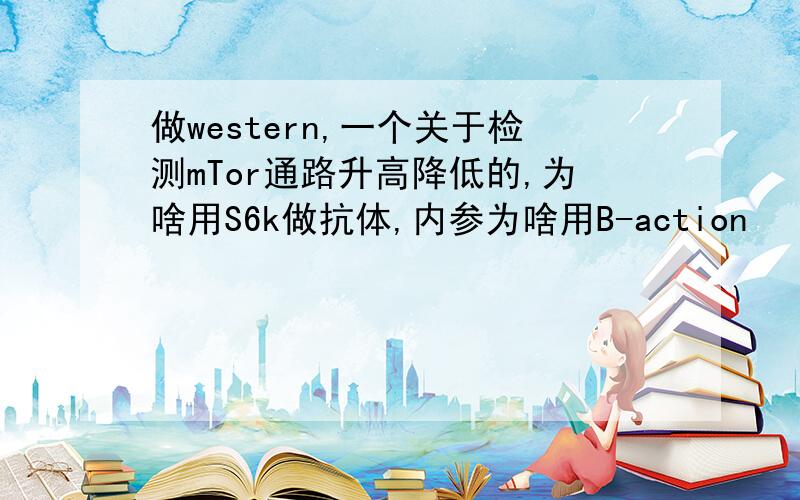 做western,一个关于检测mTor通路升高降低的,为啥用S6k做抗体,内参为啥用B-action