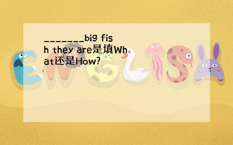 _______big fish they are是填What还是How?