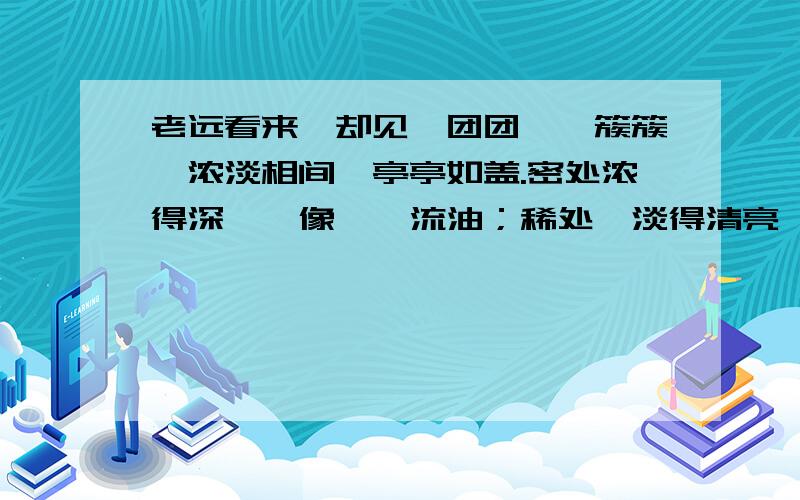 老远看来,却见一团团、一簇簇,浓淡相间,亭亭如盖.密处浓得深邃,像汩汩流油；稀处,淡得清亮,像一层薄薄的光晕.