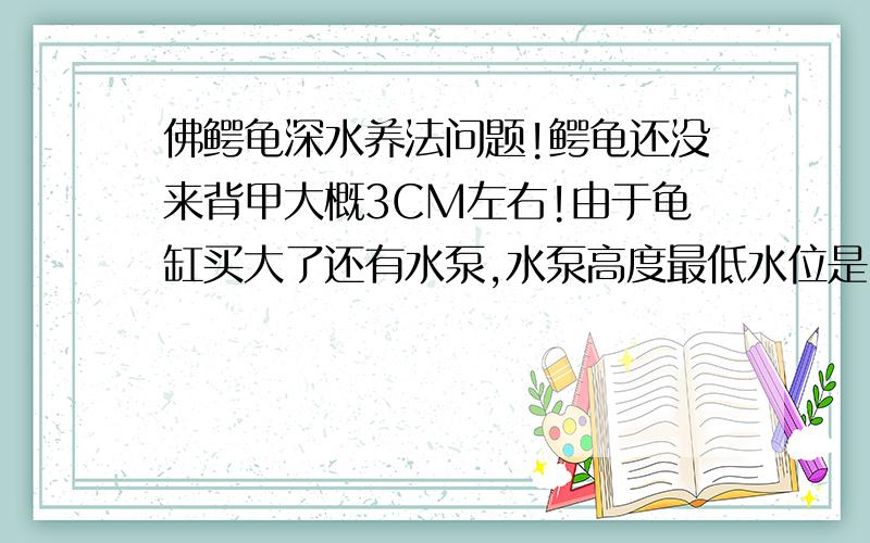 佛鳄龟深水养法问题!鳄龟还没来背甲大概3CM左右!由于龟缸买大了还有水泵,水泵高度最低水位是10CM!请问可不可以需不需