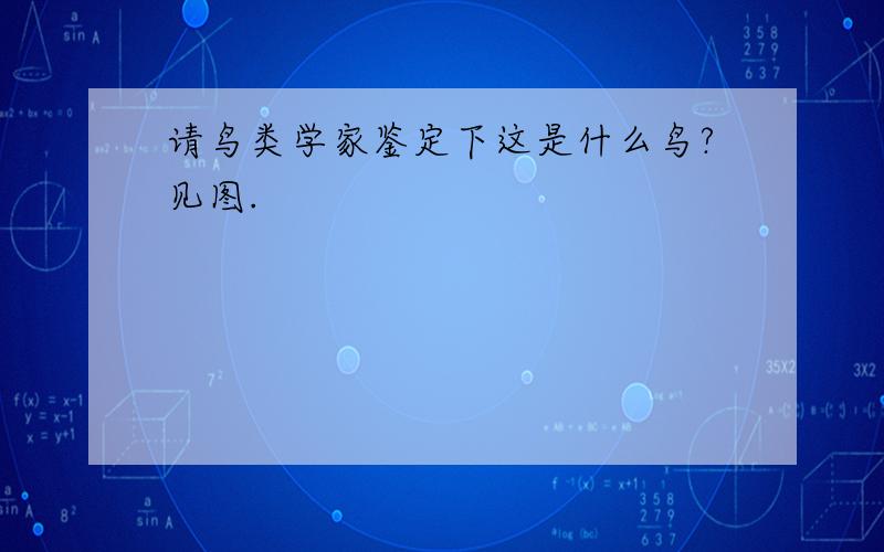 请鸟类学家鉴定下这是什么鸟?见图.