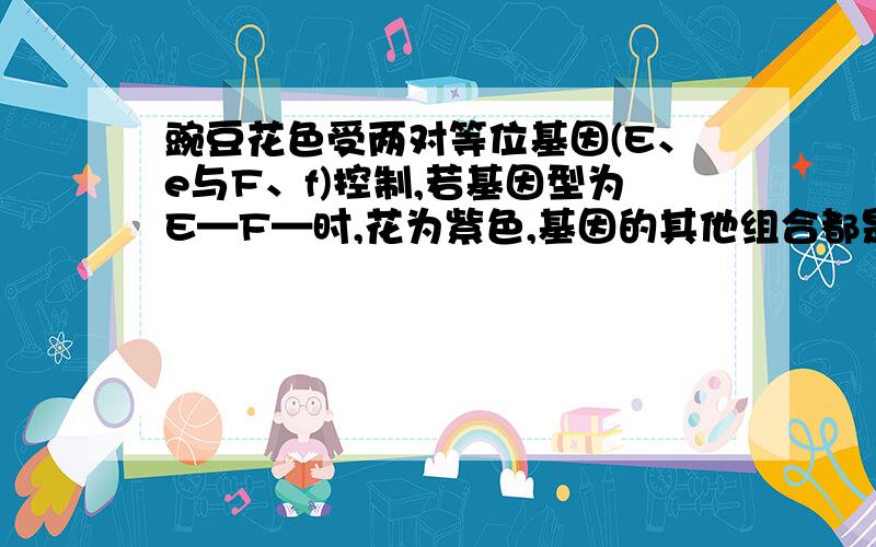 豌豆花色受两对等位基因(E、e与F、f)控制,若基因型为E—F—时,花为紫色,基因的其他组合都是白色的.若紫花与白花亲本