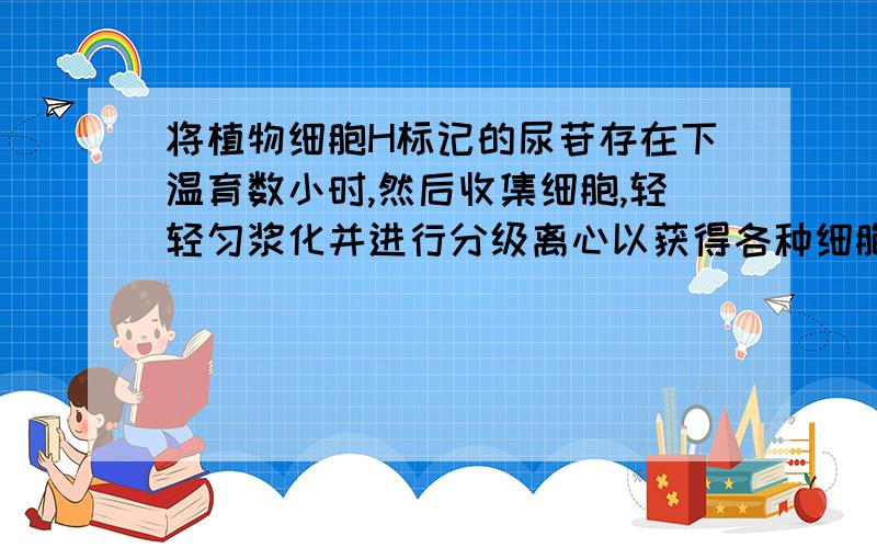 将植物细胞H标记的尿苷存在下温育数小时,然后收集细胞,轻轻匀浆化并进行分级离心以获得各种细胞结构,放