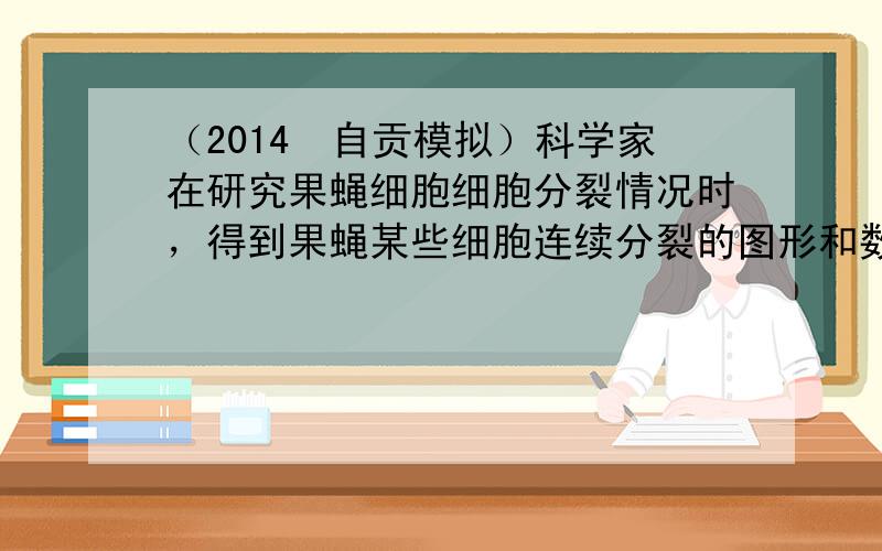 （2014•自贡模拟）科学家在研究果蝇细胞细胞分裂情况时，得到果蝇某些细胞连续分裂的图形和数据如图，下列有关假设推论正确