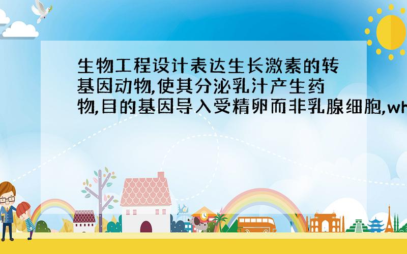 生物工程设计表达生长激素的转基因动物,使其分泌乳汁产生药物,目的基因导入受精卵而非乳腺细胞,why?