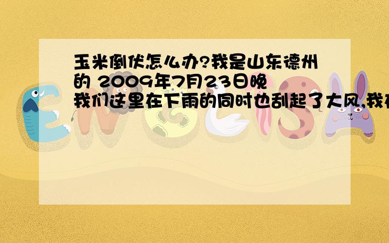 玉米倒伏怎么办?我是山东德州的 2009年7月23日晚 我们这里在下雨的同时也刮起了大风,我在地里种的先玉335玉米出现