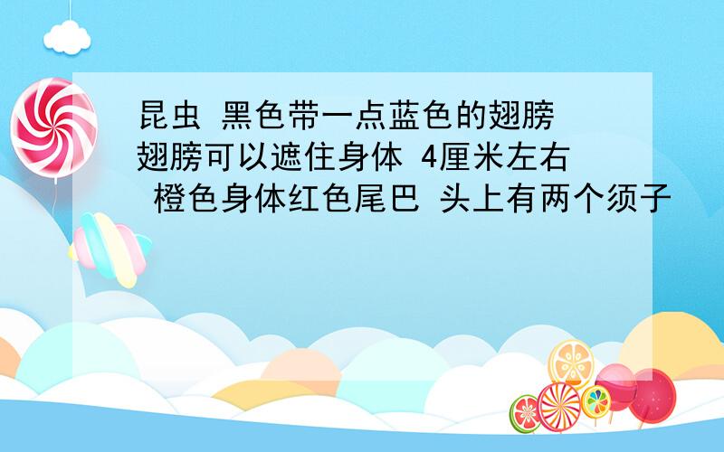 昆虫 黑色带一点蓝色的翅膀 翅膀可以遮住身体 4厘米左右 橙色身体红色尾巴 头上有两个须子